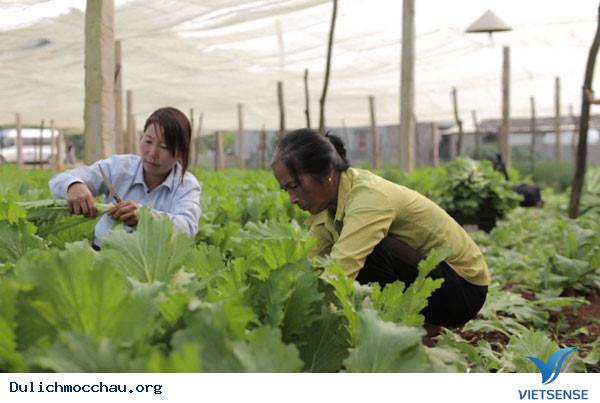 Khám Phá Quy Trình Sản Xuất Rau An Toàn Ở Mộc Châu - Ảnh 1 Khám Phá Quy Trình Sản Xuất Rau An Toàn Ở Mộc Châu - Ảnh 1